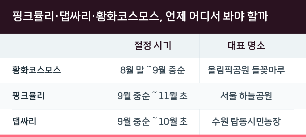 핑크뮬리·댑싸리·황화코스모스, 언제 어디서 봐야 할까