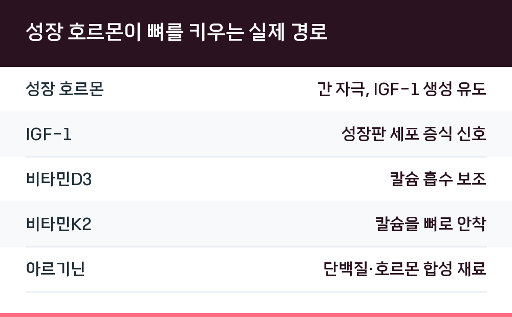 성장 호르몬이 뼈를 키우는 실제 경로