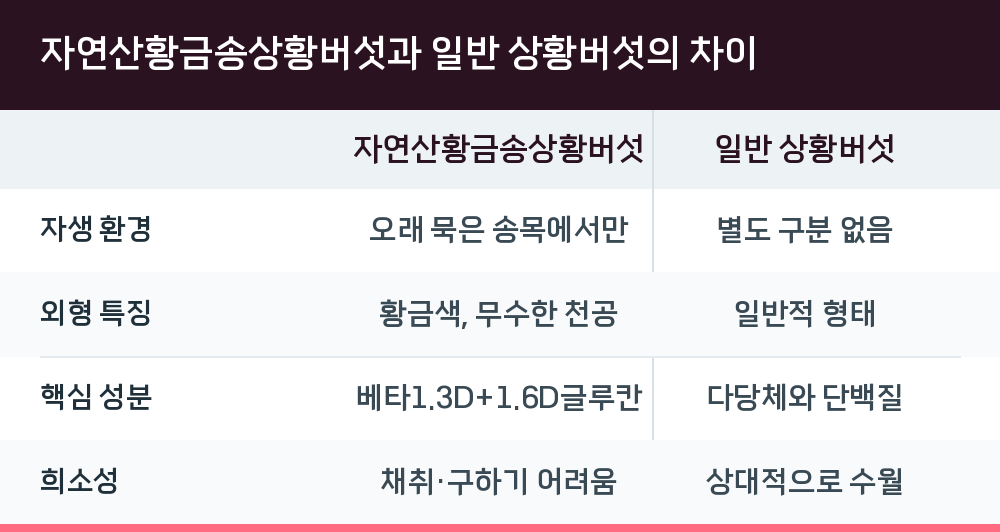 자연산황금송상황버섯과 일반 상황버섯의 차이