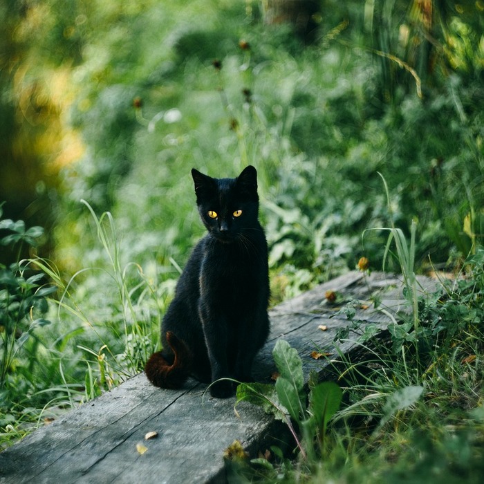 검은 고양이 역사