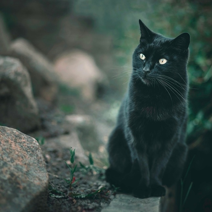 검은 고양이 미신