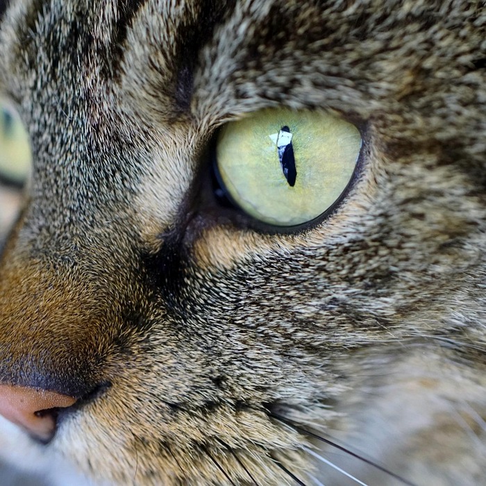 고양이 경련 증상