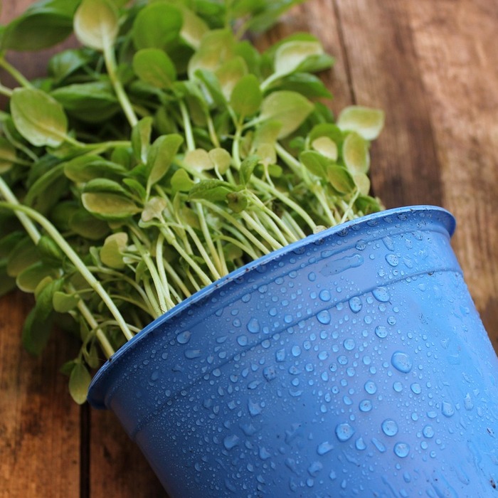 바질 효능