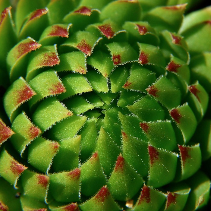 세발나물 무침