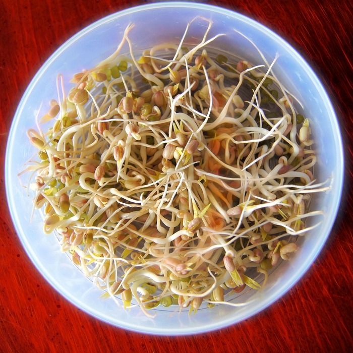신선한 콩나물