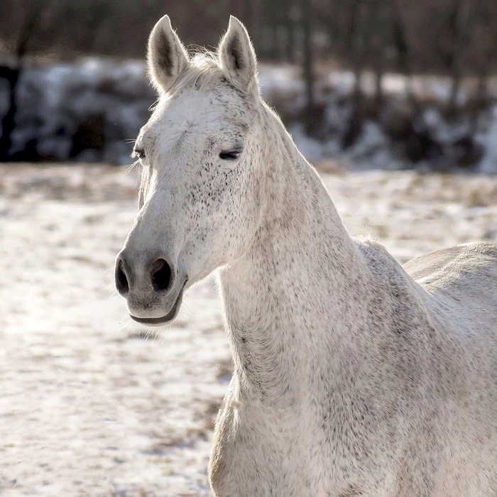 ISFJ 성격 유형