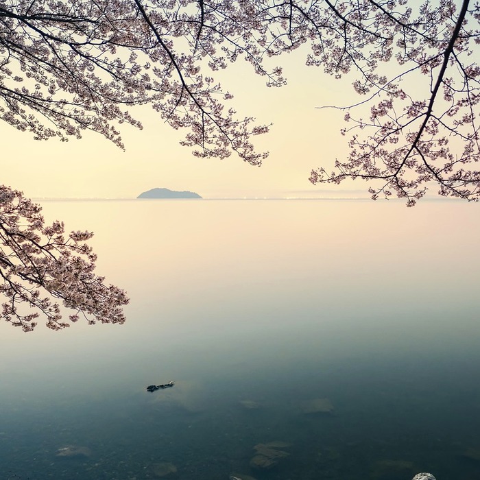 벚꽃 풍경