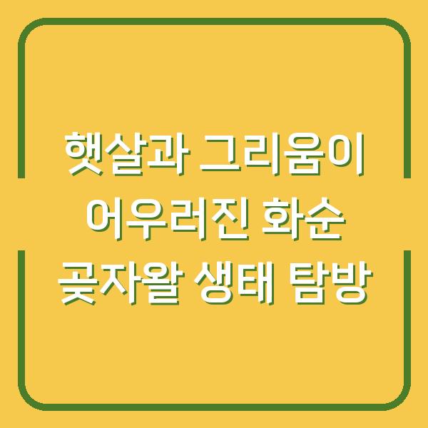 햇살과 그리움이 어우러진 화순 곶자왈 생태 탐방