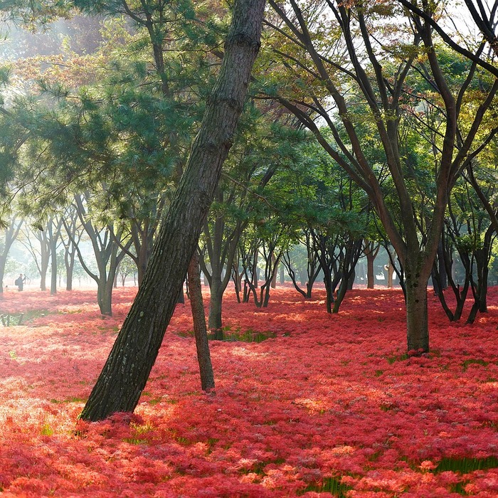 상사화 문화적 의미