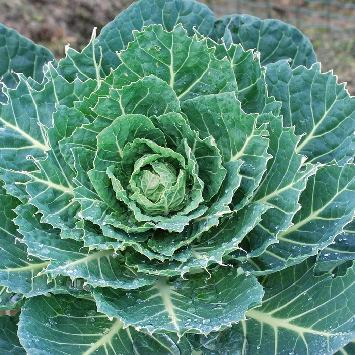 신선한 콩나물 고르기