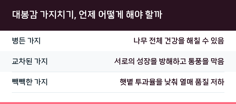 대봉감 가지치기, 언제 어떻게 해야 할까